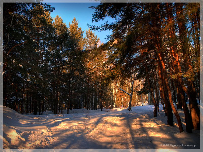 Лес на закате, 2011, Каменск-Уральский