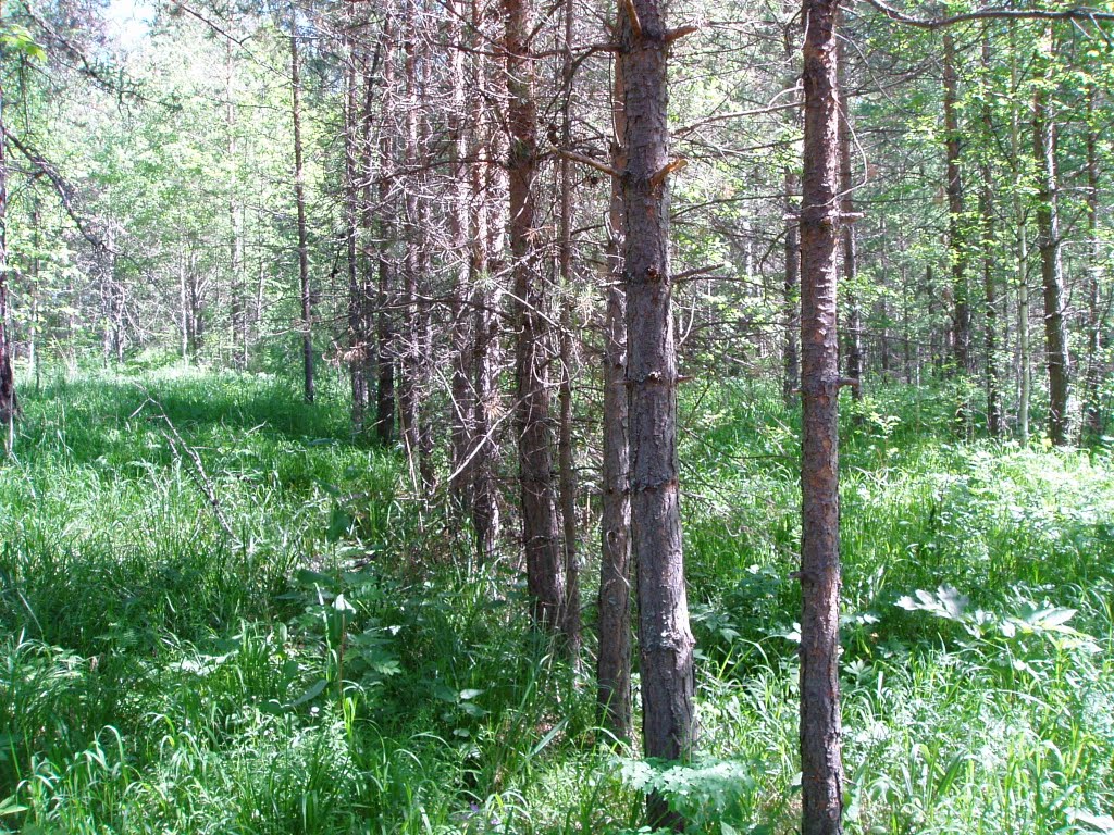 Лес, Нижние Серги