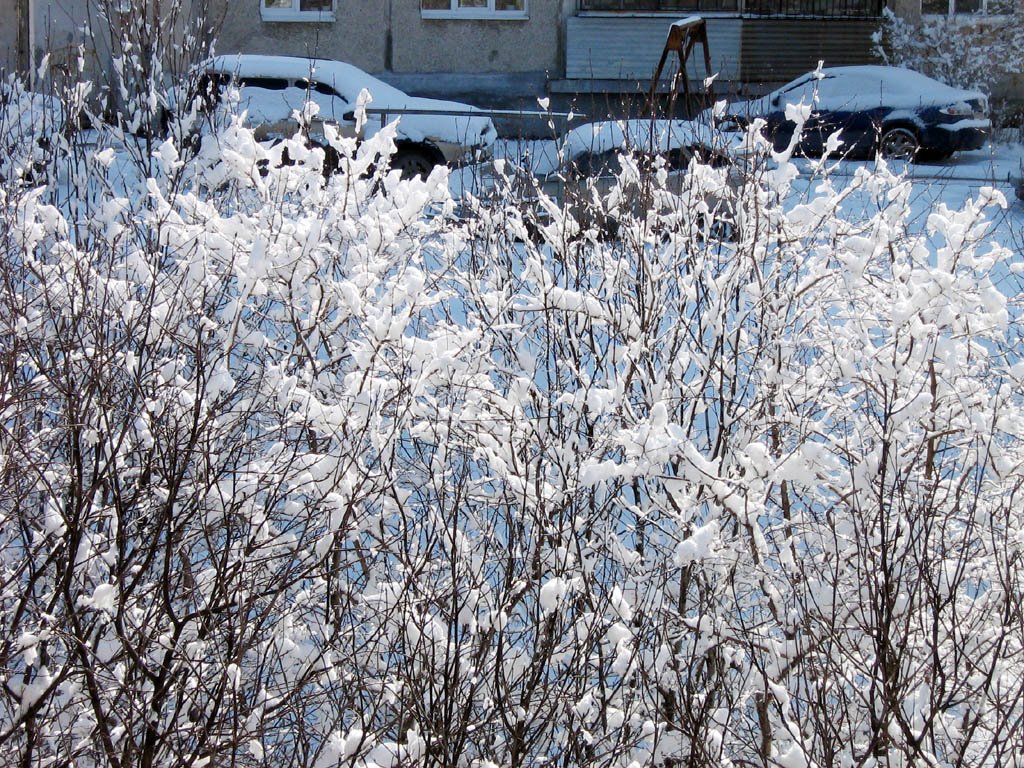 Первомайская пурга. Кусты и альпийские снега. Snowstorm on May 2, 2009. Alpine snow and bushes, Первоуральск