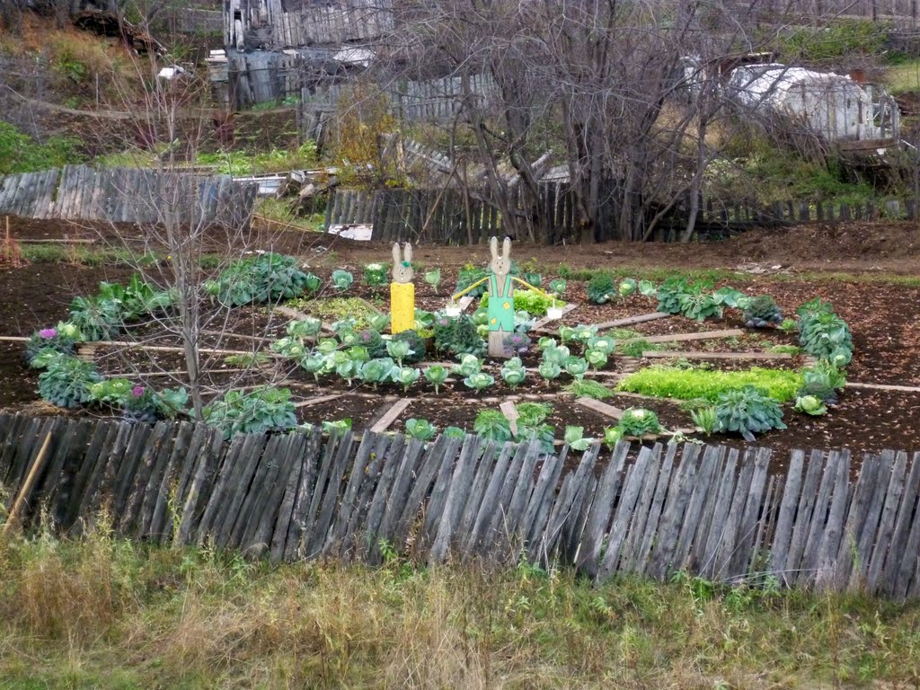 Капуста в огороде, Североуральск