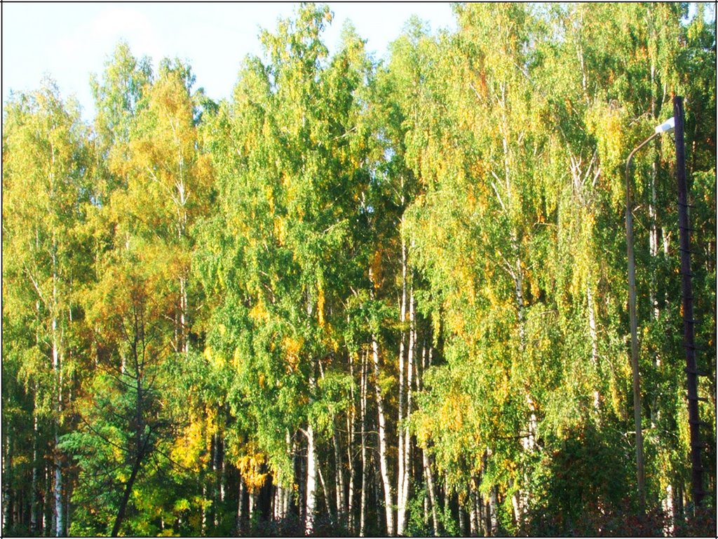 Осень на тропе здоровья, Десногорск