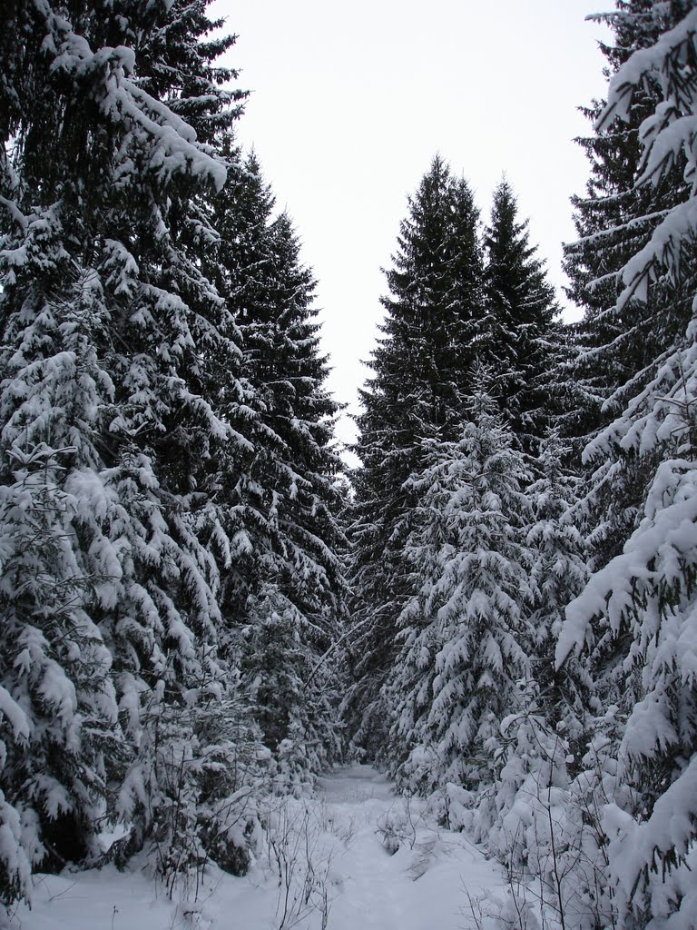 Зимний лес, Ворга