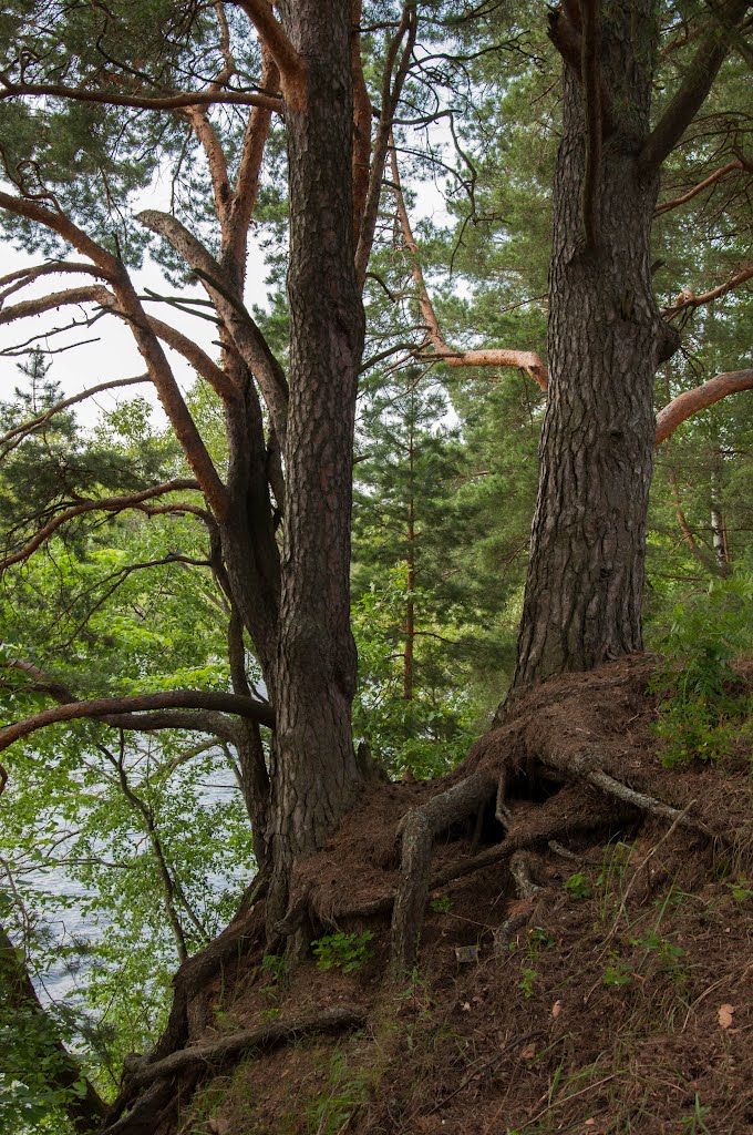 Fabulous forest above the lake, Голынки