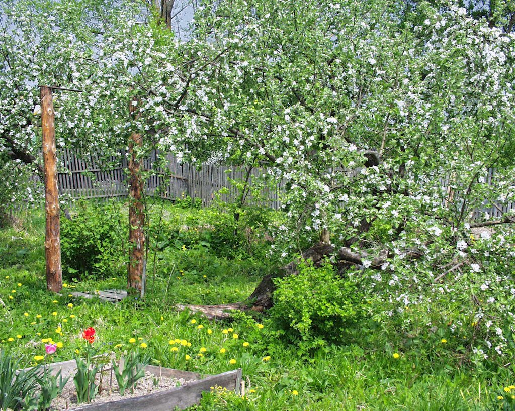 Яблони в цвету, Новодугино