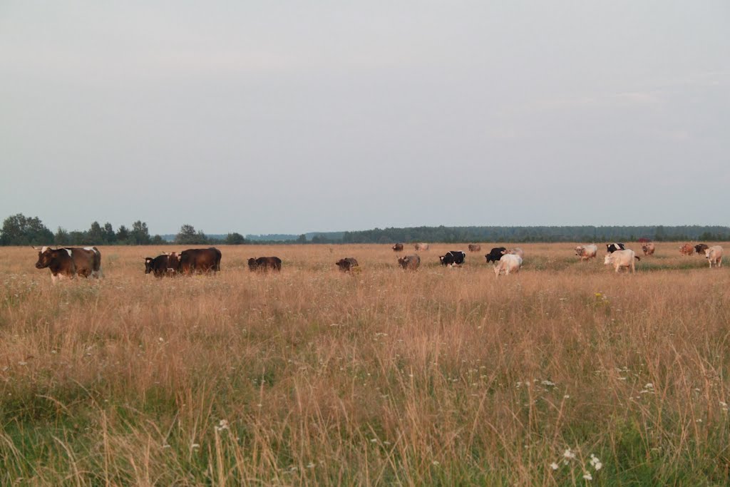 Khislavichi. Evening. Cows., Хиславичи