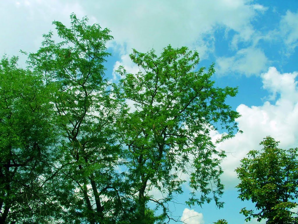 trees and sky, Солнечнодольск