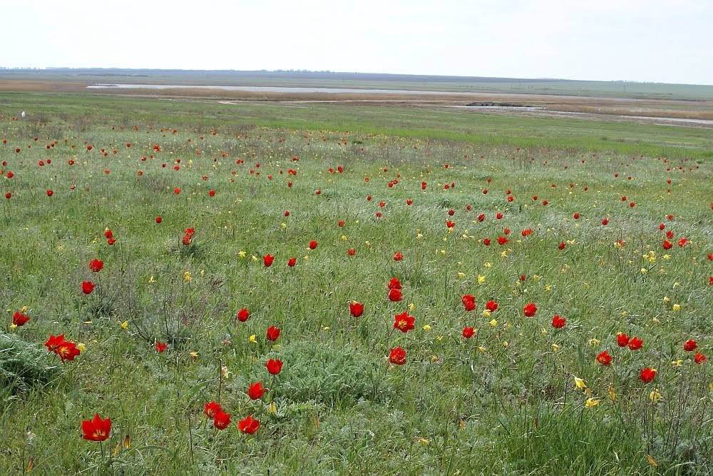 Wild tulips in steppe, Арзгир