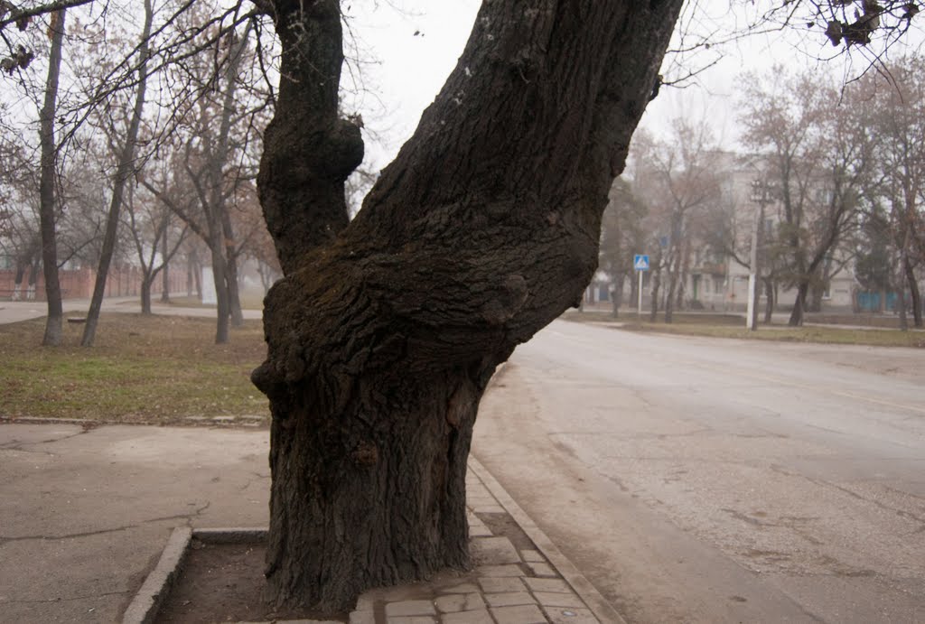 Дерево на остановке около стадиона, Георгиевск