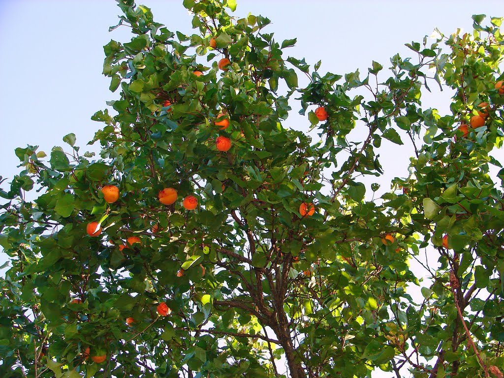 абрикосовое дерево, Домбай