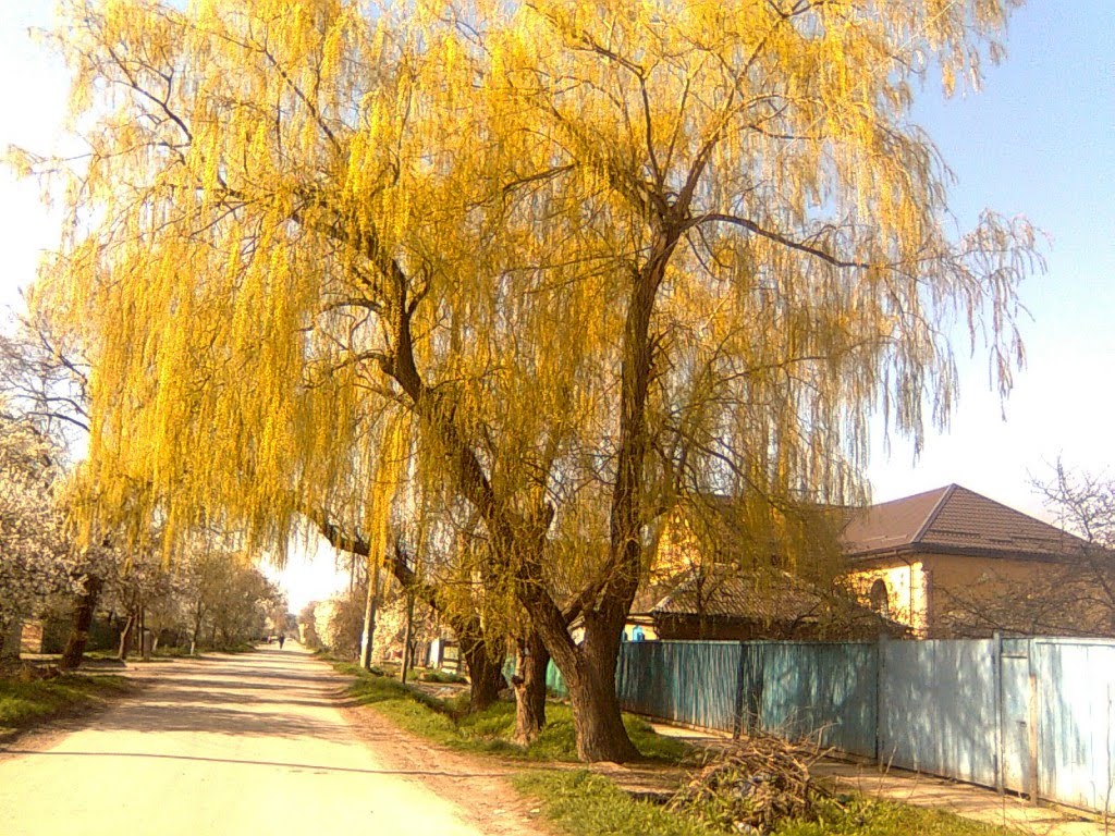 Плакучая Ива. weeping willow, Минеральные Воды