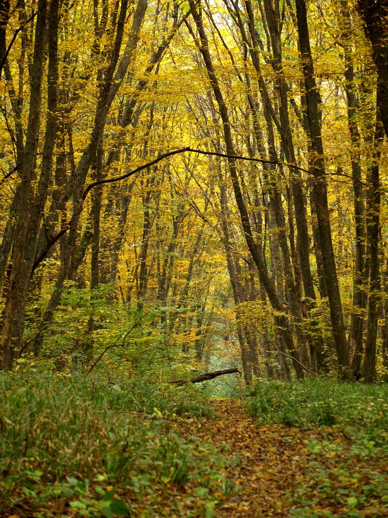 Autumnal forest, Ставрополь