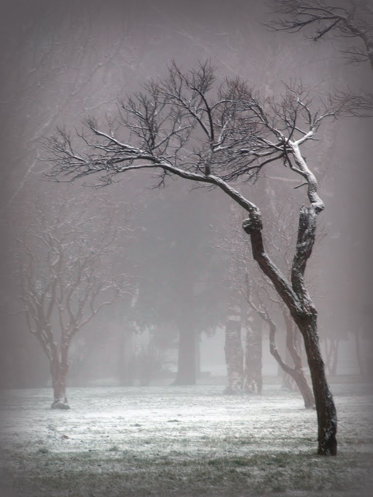 Tree and fog, Ставрополь