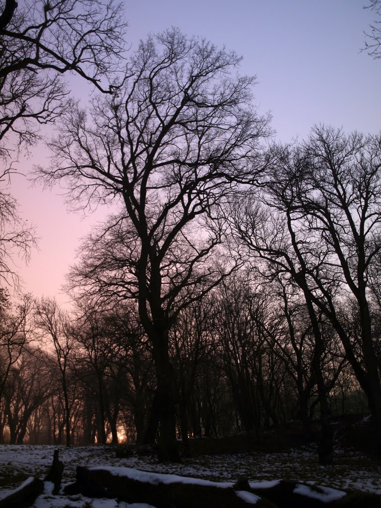 Biberdovs piece of woodland in night., Ставрополь