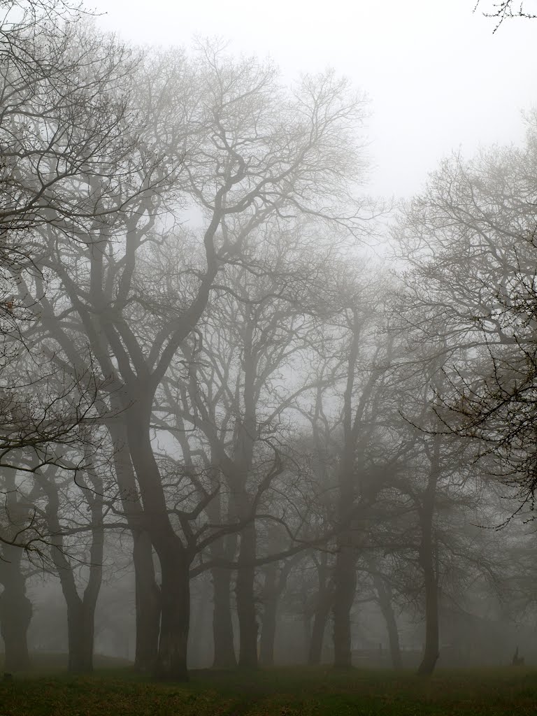 Fog., Ставрополь