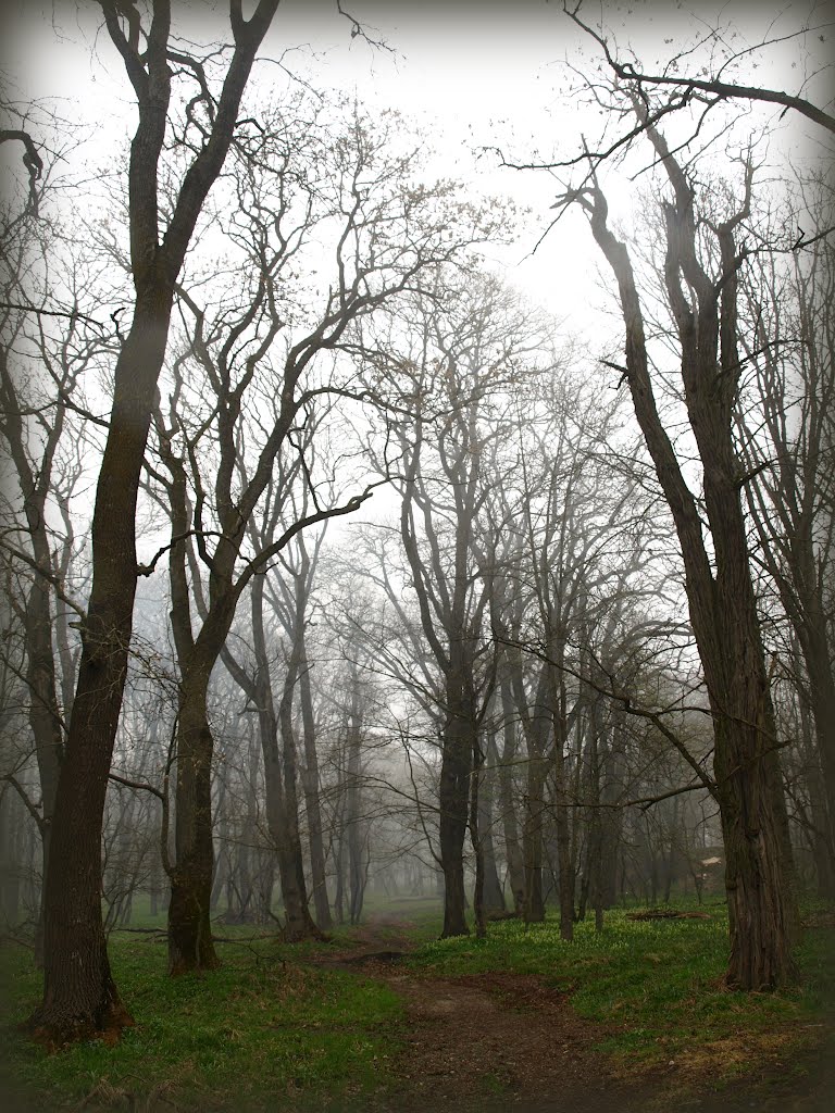 Fog., Ставрополь