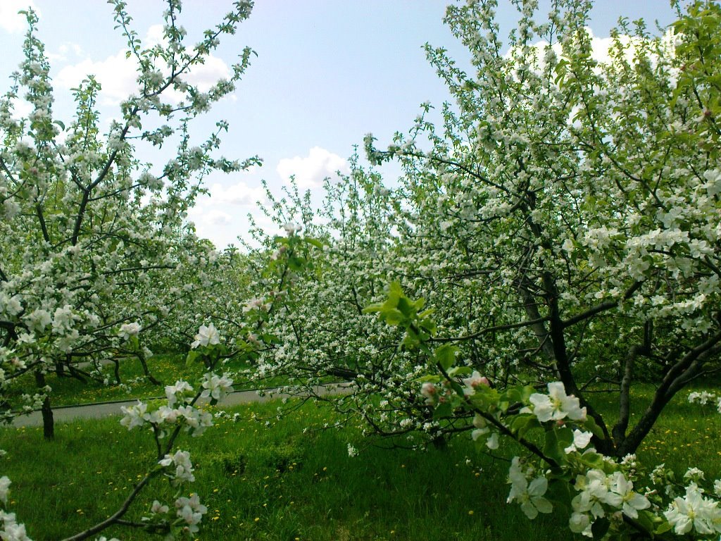 Цветущие сады, Мичуринск