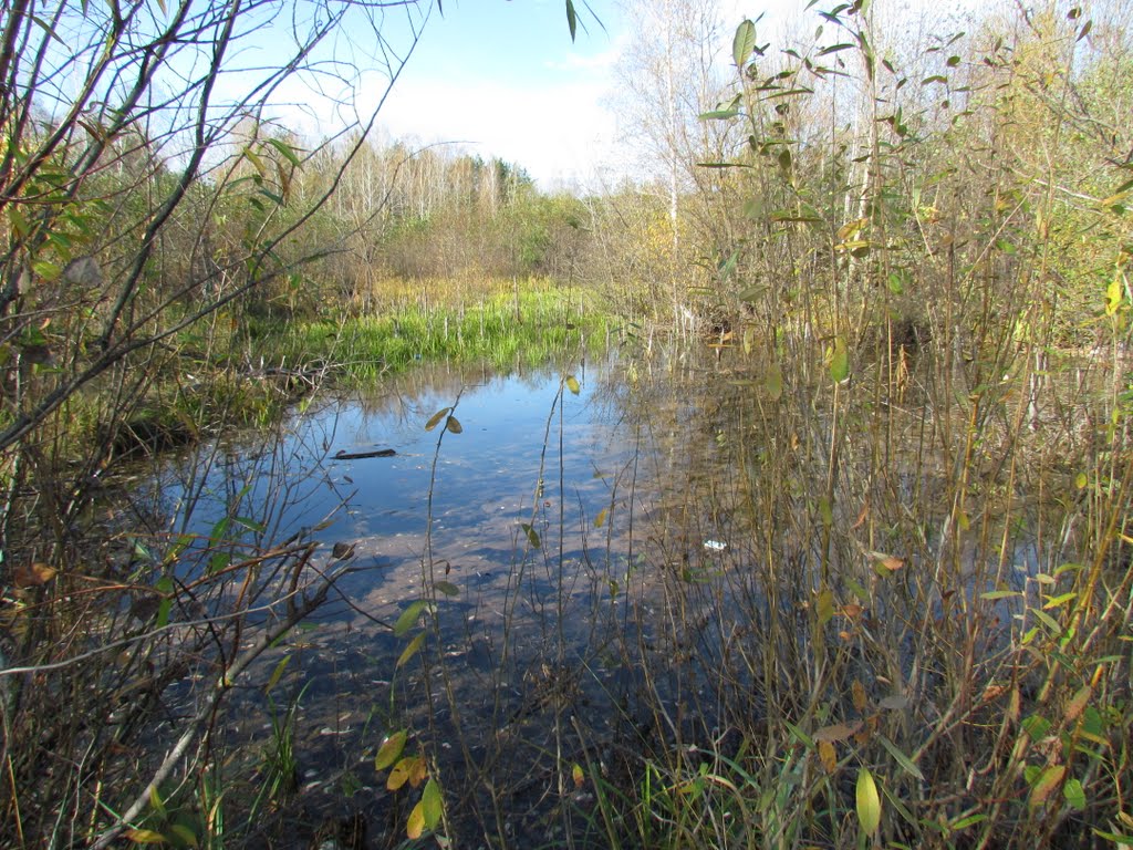 Swamp near the pond, Рассказово