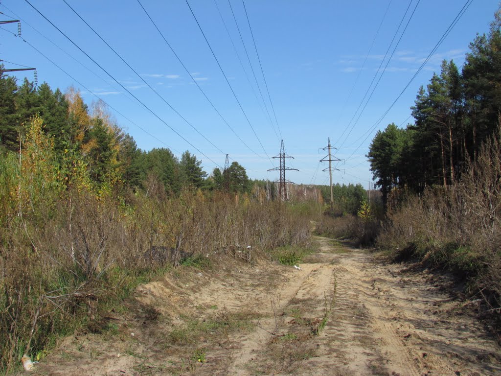 Dirt road between sections of the forest, Рассказово