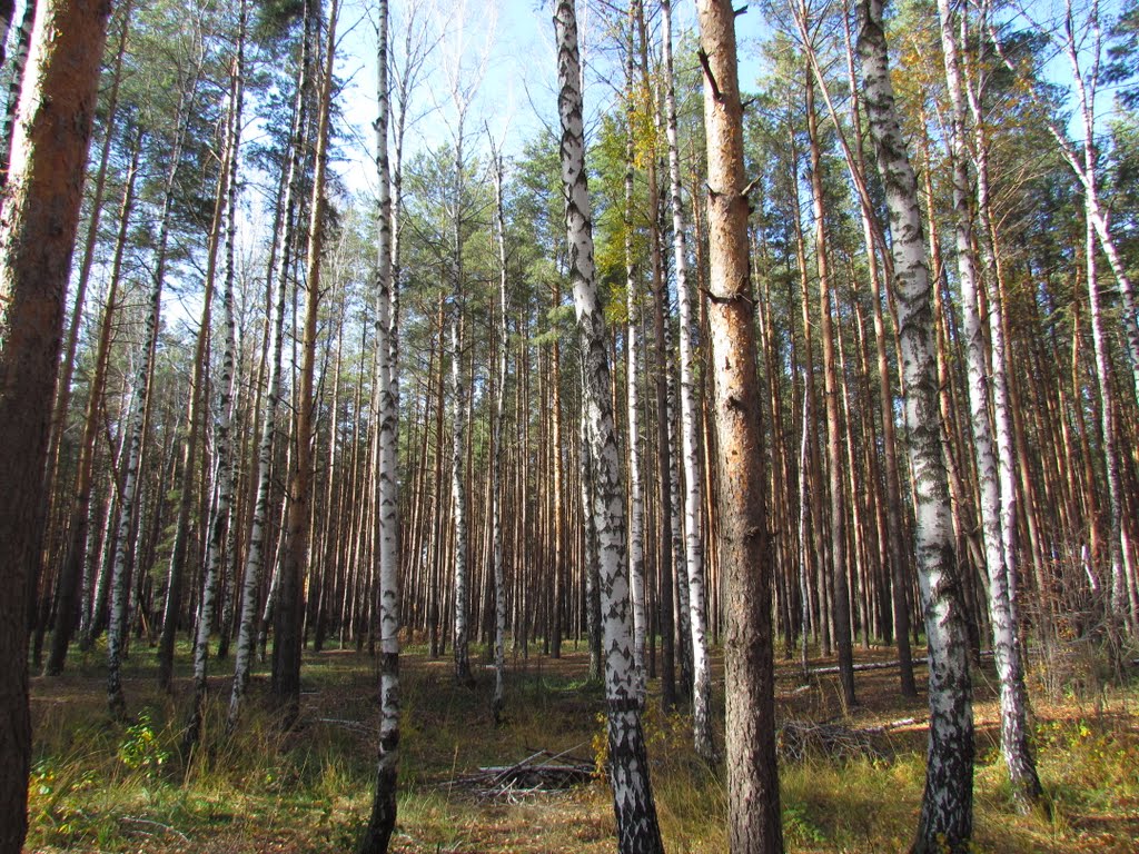 Birch tress in the forest, Рассказово