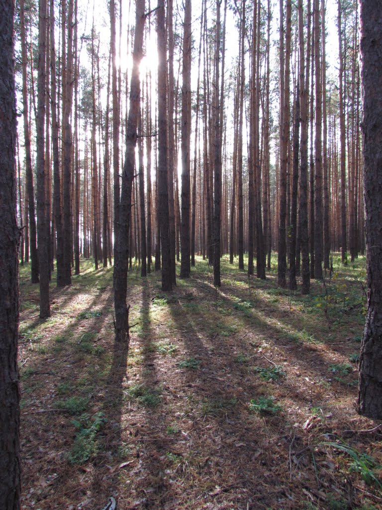 Light And Shadow in the forest, Рассказово
