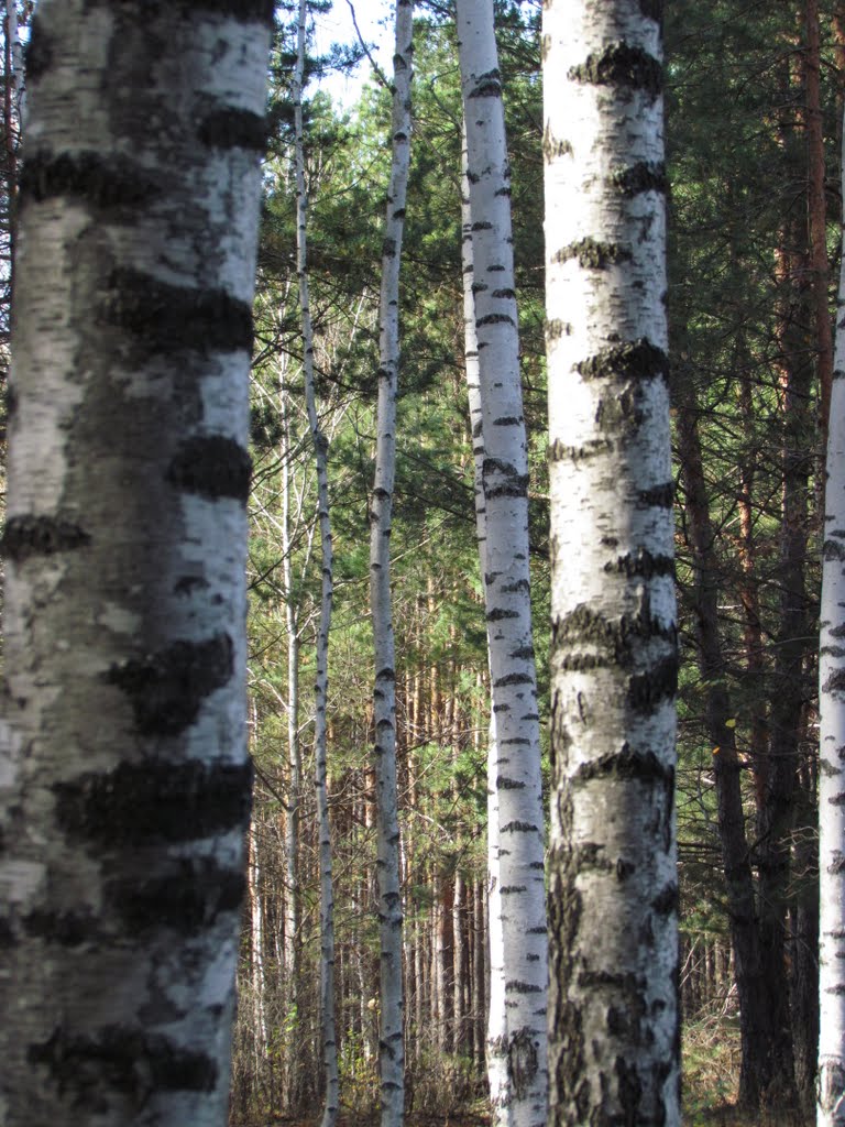 Birch trunks texture, Рассказово
