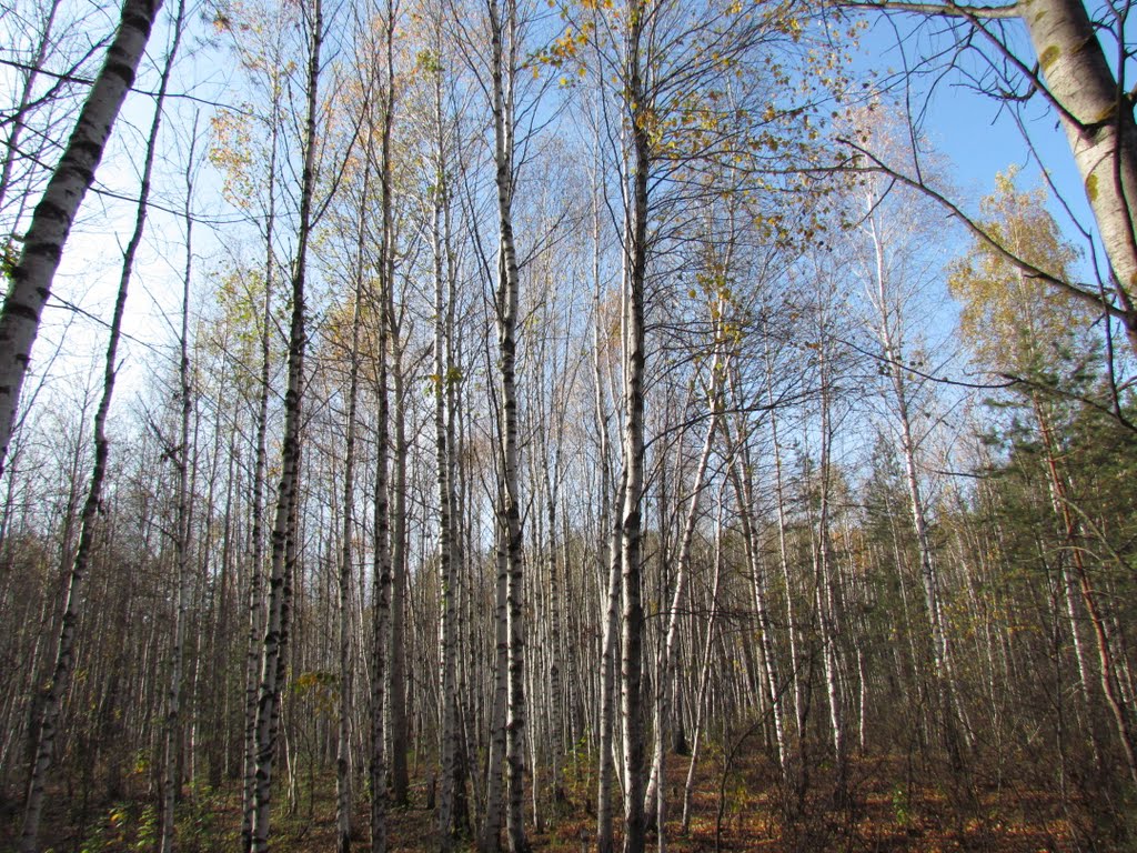Birch section of the forest, Рассказово