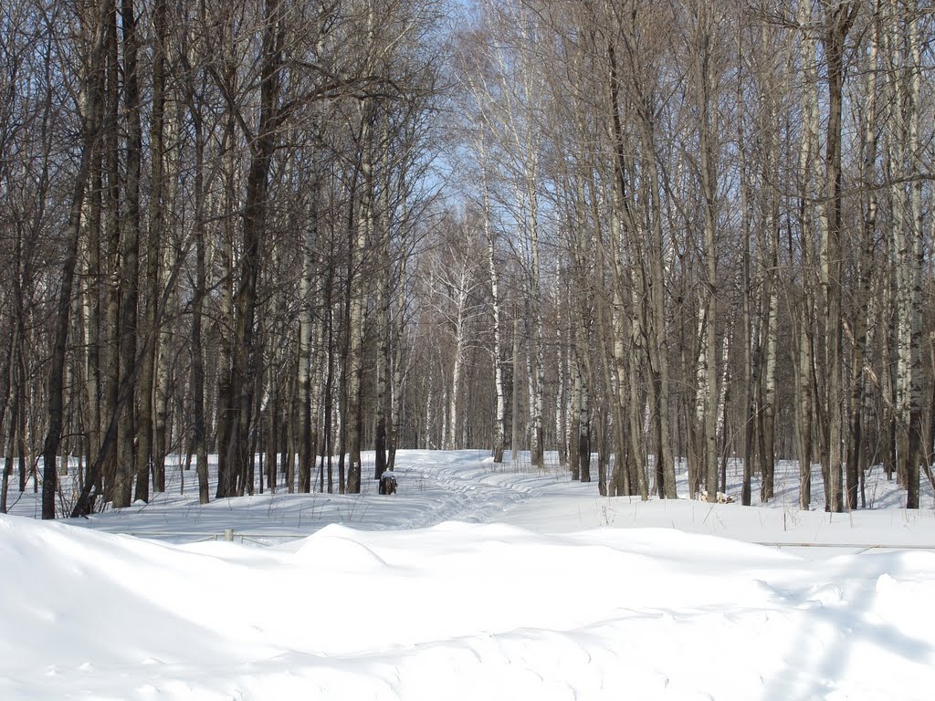 Зимний лес. The winter wood., Актюбинский