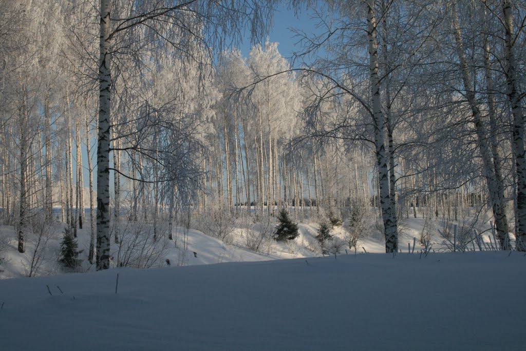 forest, Арск