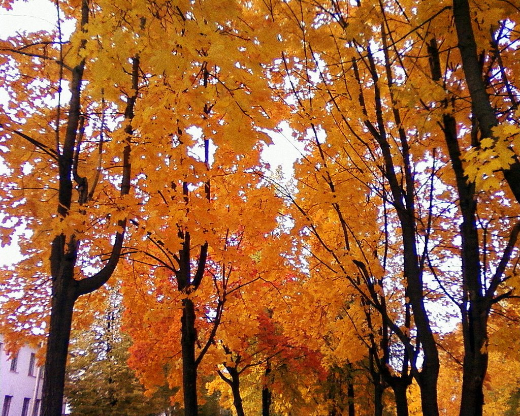 Деревья в Парке Победы осенью, Бавлы