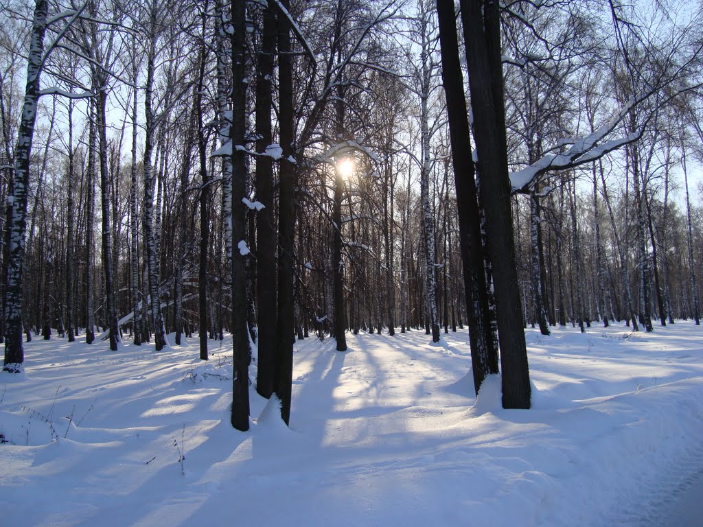 Зимний лес, Высокая Гора