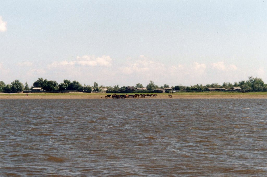 Река Обь, Колпашево