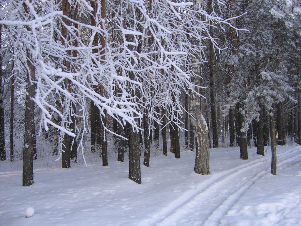 The Pine forest, Мельниково
