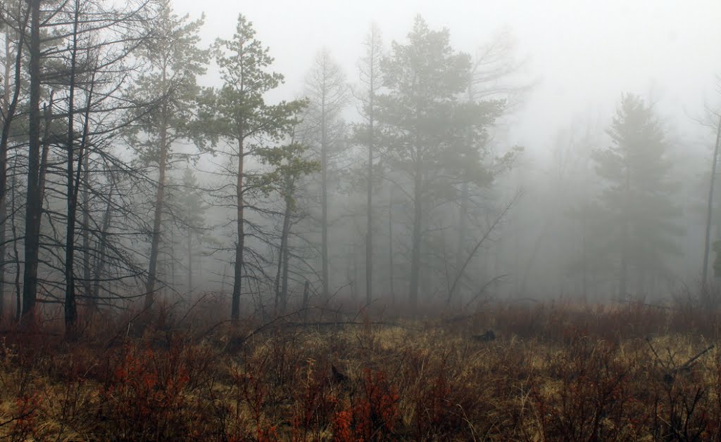 Туманный лес, Самагалтай