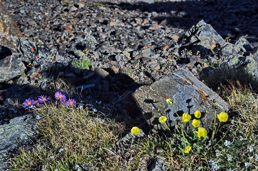 alpine flowers - Altai mts., Russia, Тээли