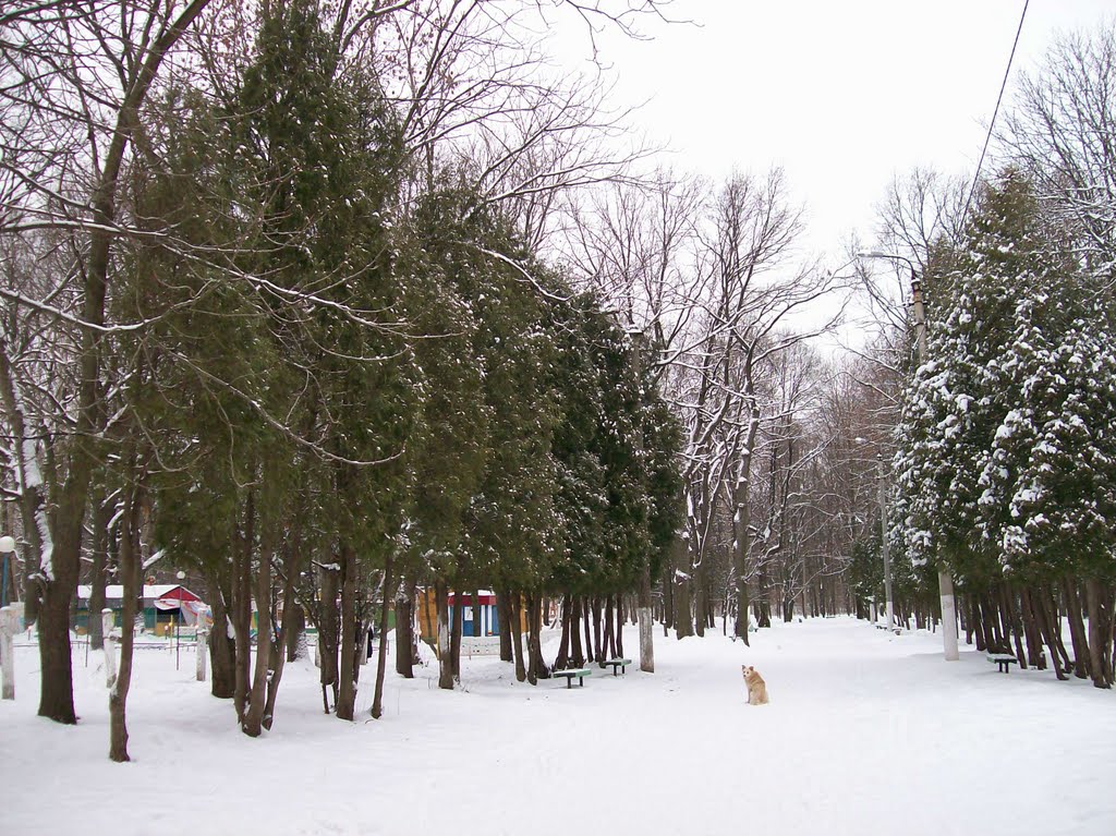 Городской парк, Щекино