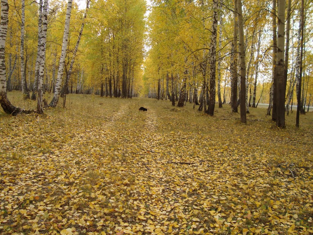 Собака взяла след, засыпанный листьями, Большое Сорокино