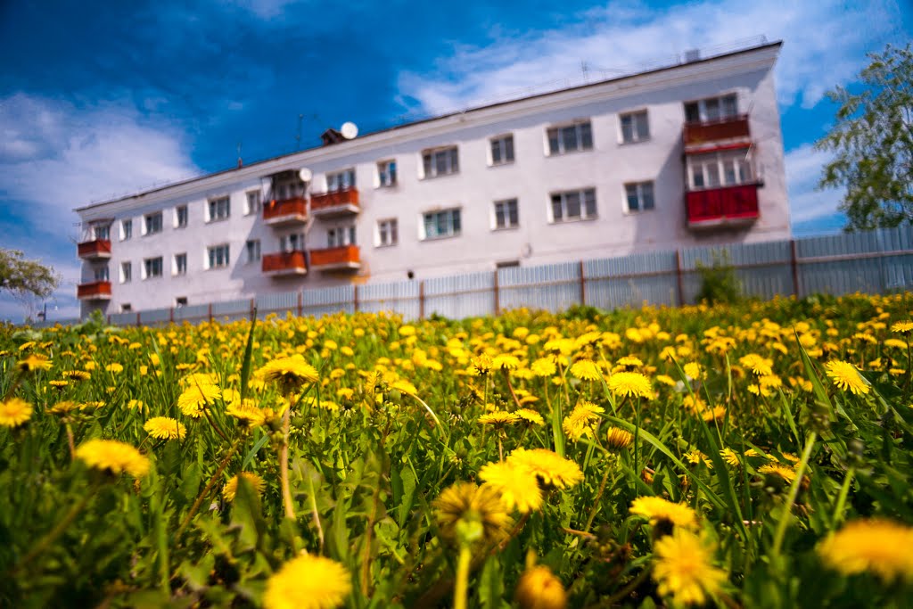 Dandelions at home. Russia. 2014., Ишим