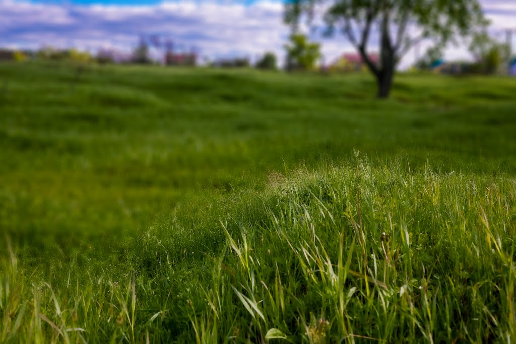 Grass meadow., Ишим