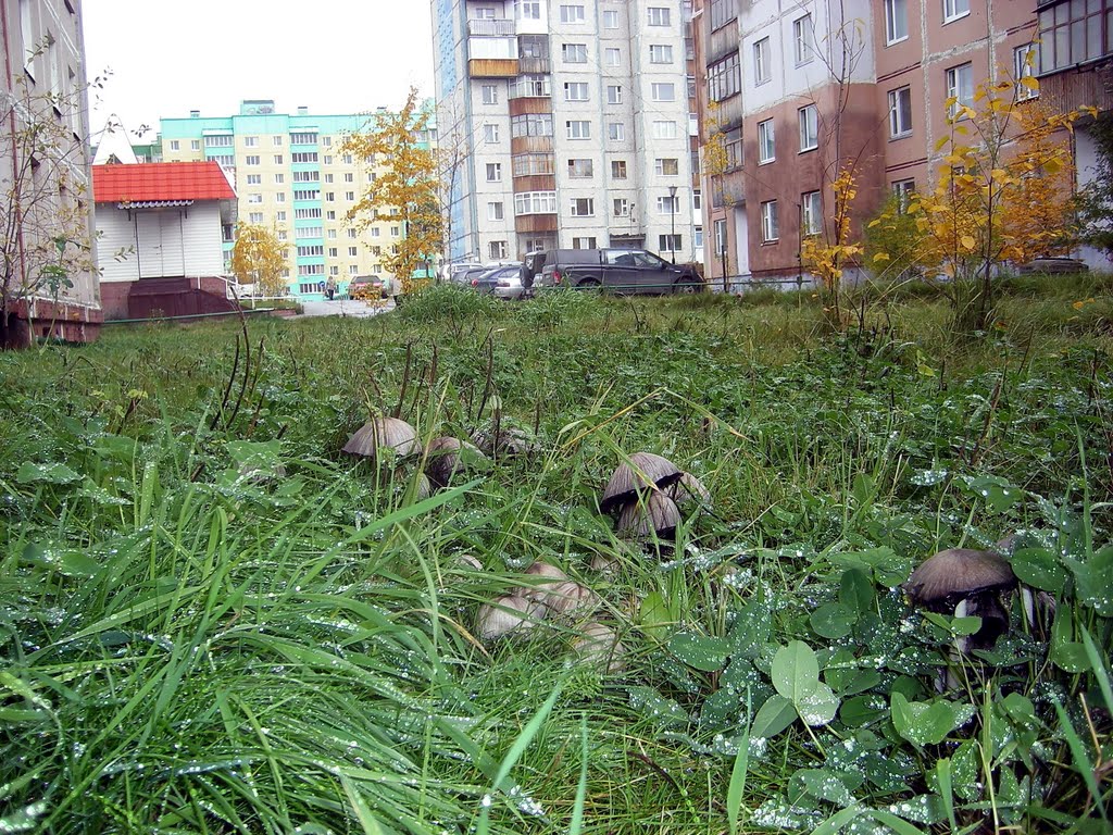 Городские грибы, Ноябрьск