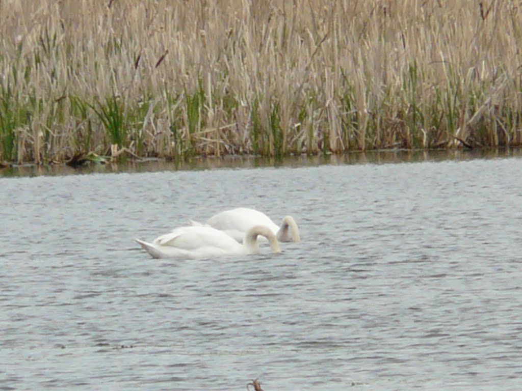 Swan, Сюмси