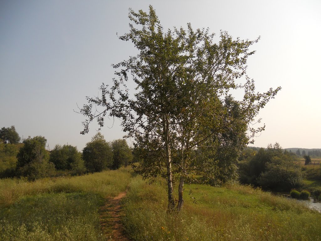 Дерево, Юкаменское
