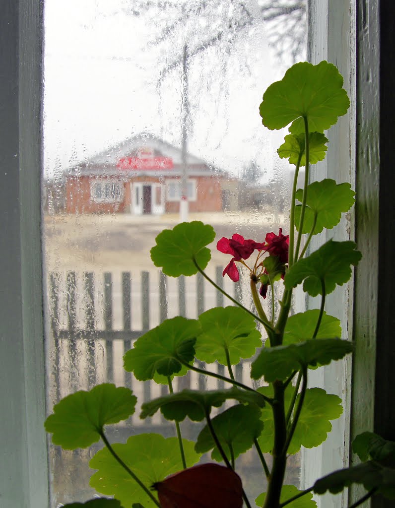 Из окна "Сельмаг Альянс", Базарный Сызган