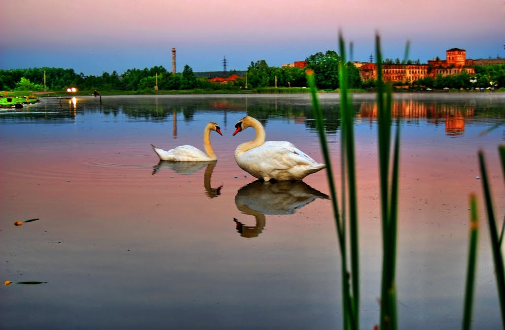Лебеди на озере. Swans on the lake, Новая Малыкла