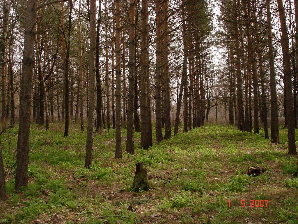молодой лес у Поволжского, Новая Малыкла