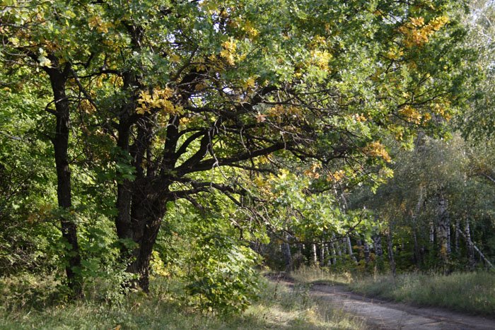 Oak near country road, Старая Кулатка