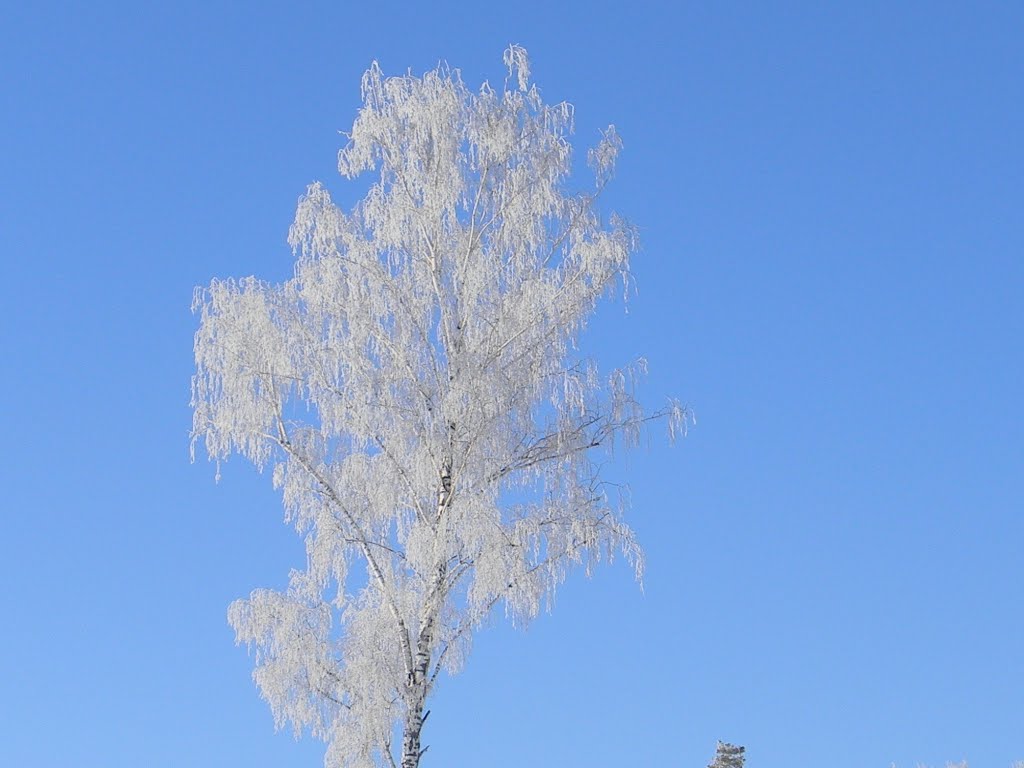 Одинокая берёзка, Сурское