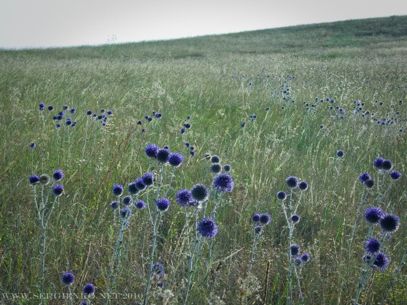Цветы в степи 2010.Flowers in steppe 2010., Деркул