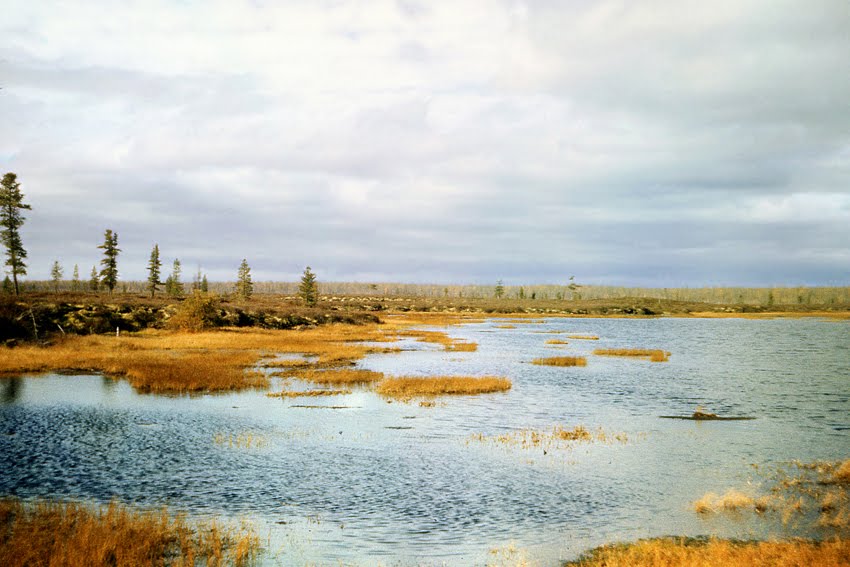 Озеро на болоте, Джаныбек