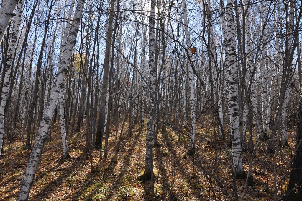 Obluchye (2012-10) - Birchwood forest, Облучье