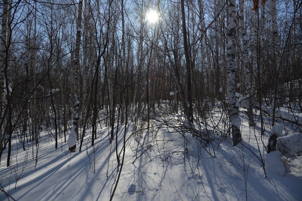 Obluchye (2013-02) - Forest in winter time, Облучье